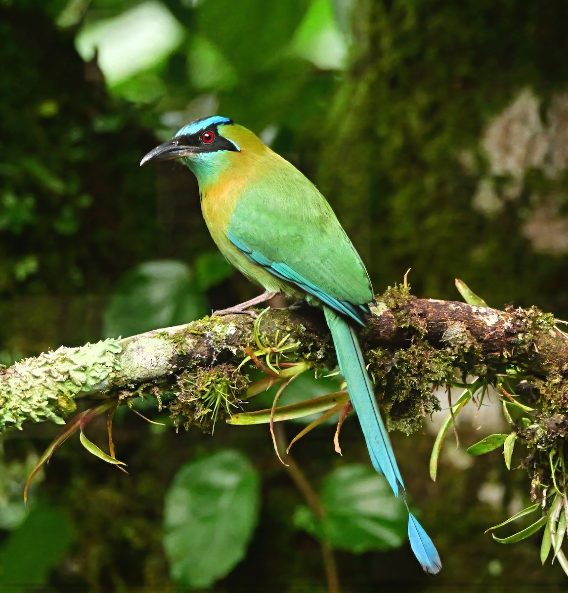 Lesson Motmotu - ML646360058