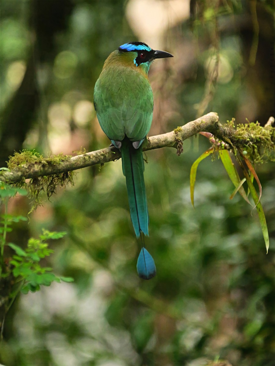 Lesson's Motmot - ML646360059