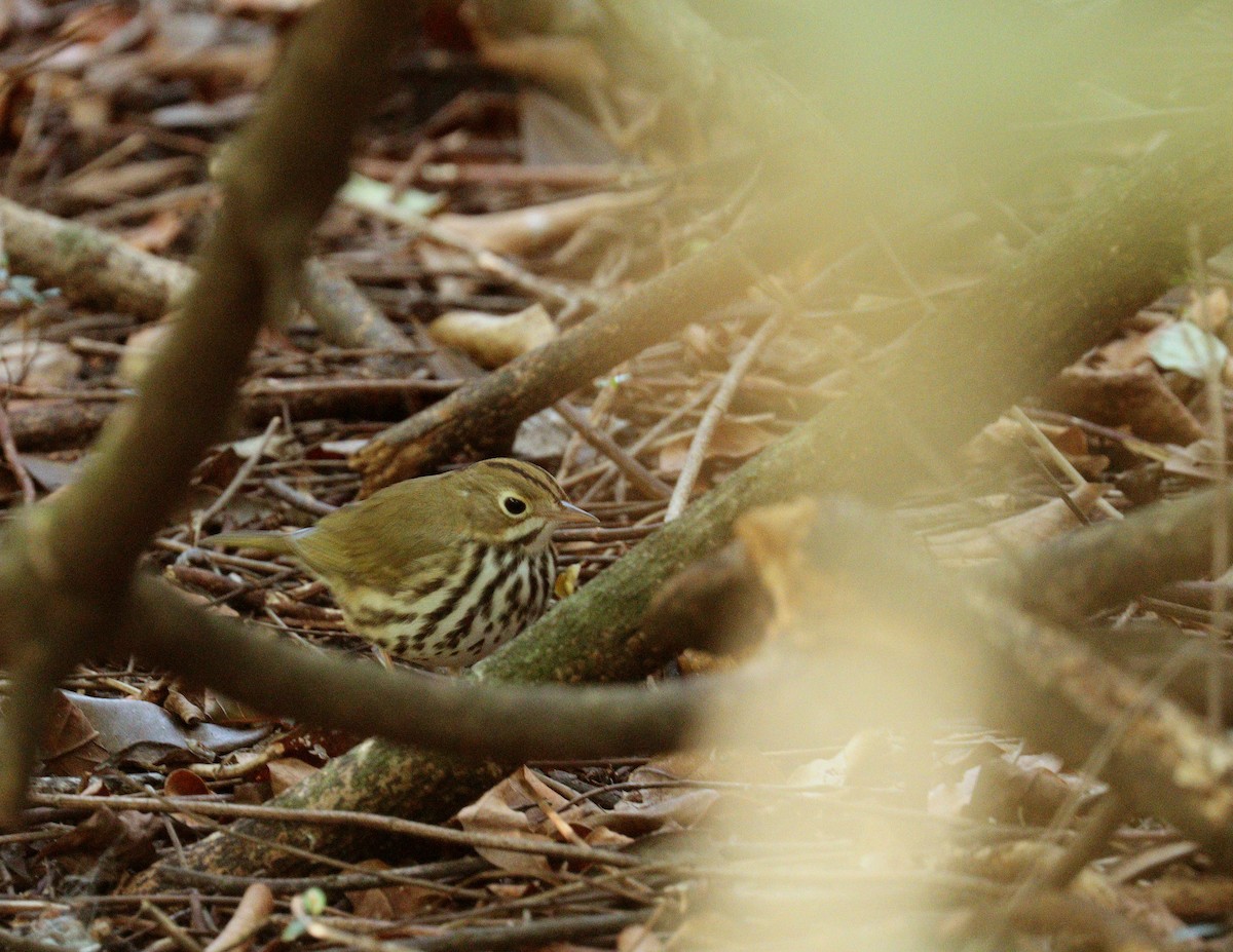 Ovenbird - ML646360060