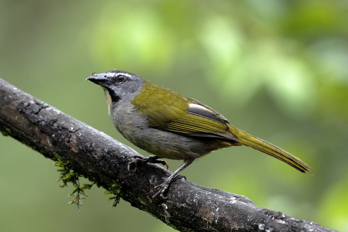 Buff-throated Saltator - ML646360061