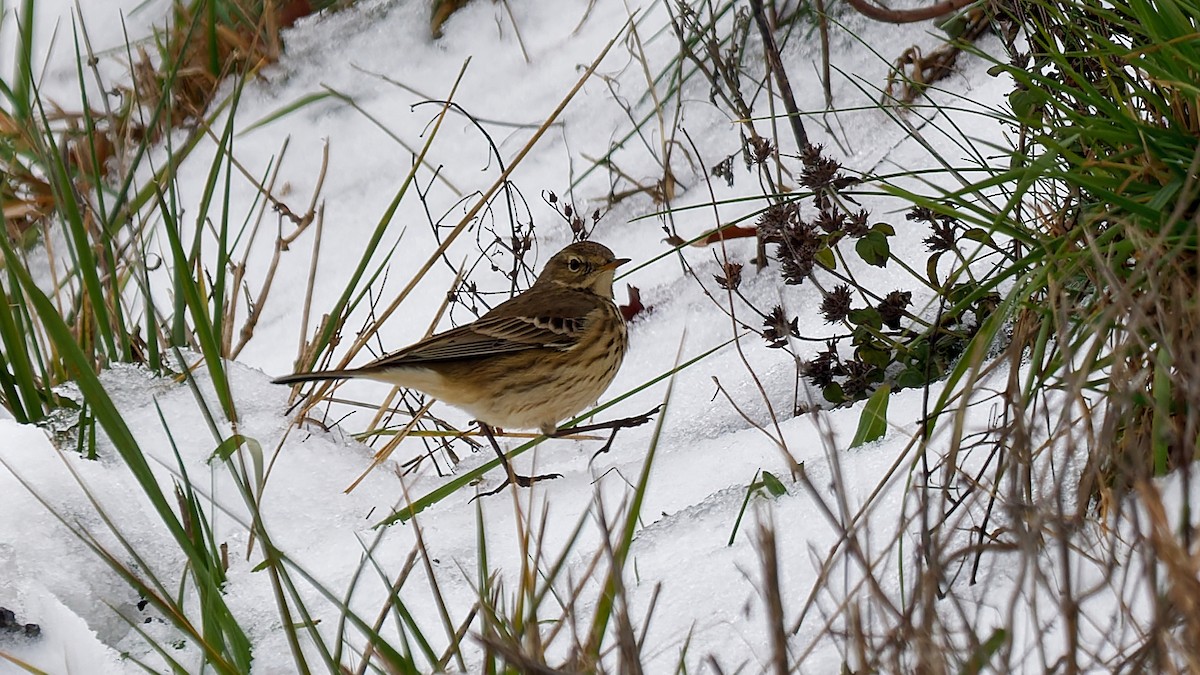 linduška tundrová - ML646360065