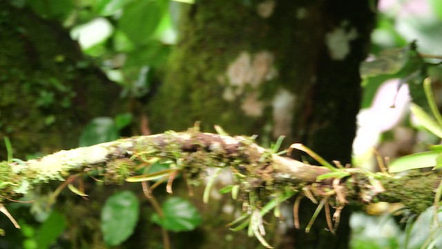 Lesson's Motmot - ML646360066