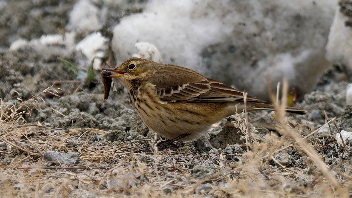 linduška tundrová - ML646360068