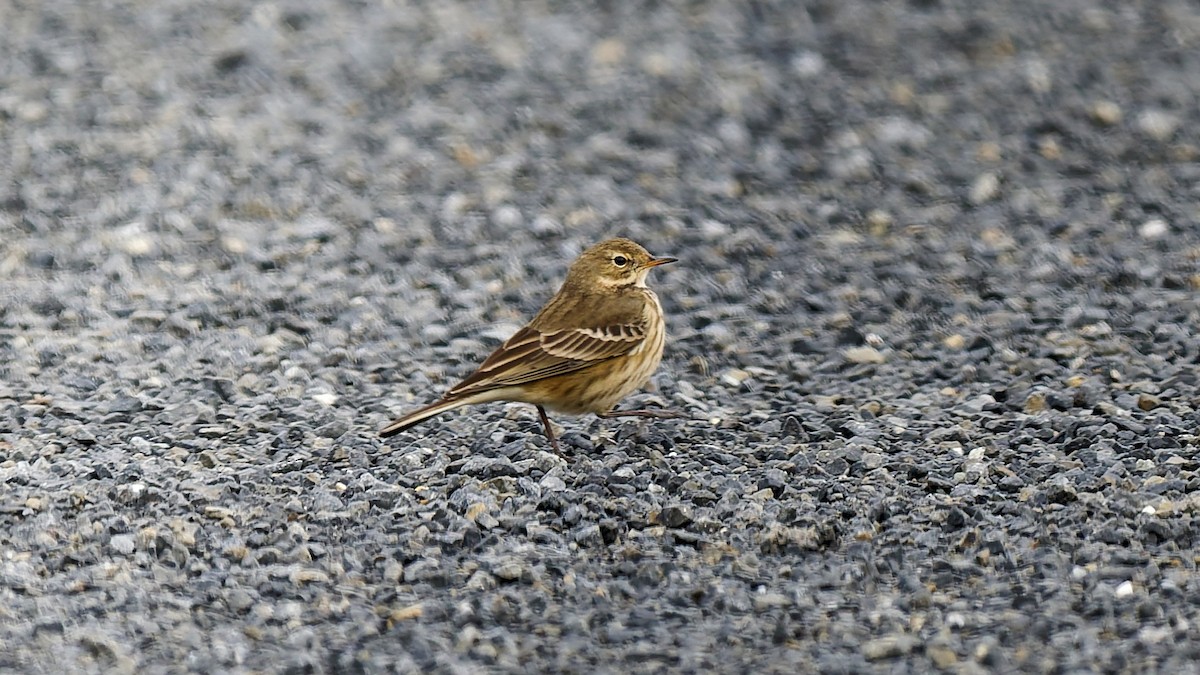 linduška tundrová - ML646360069