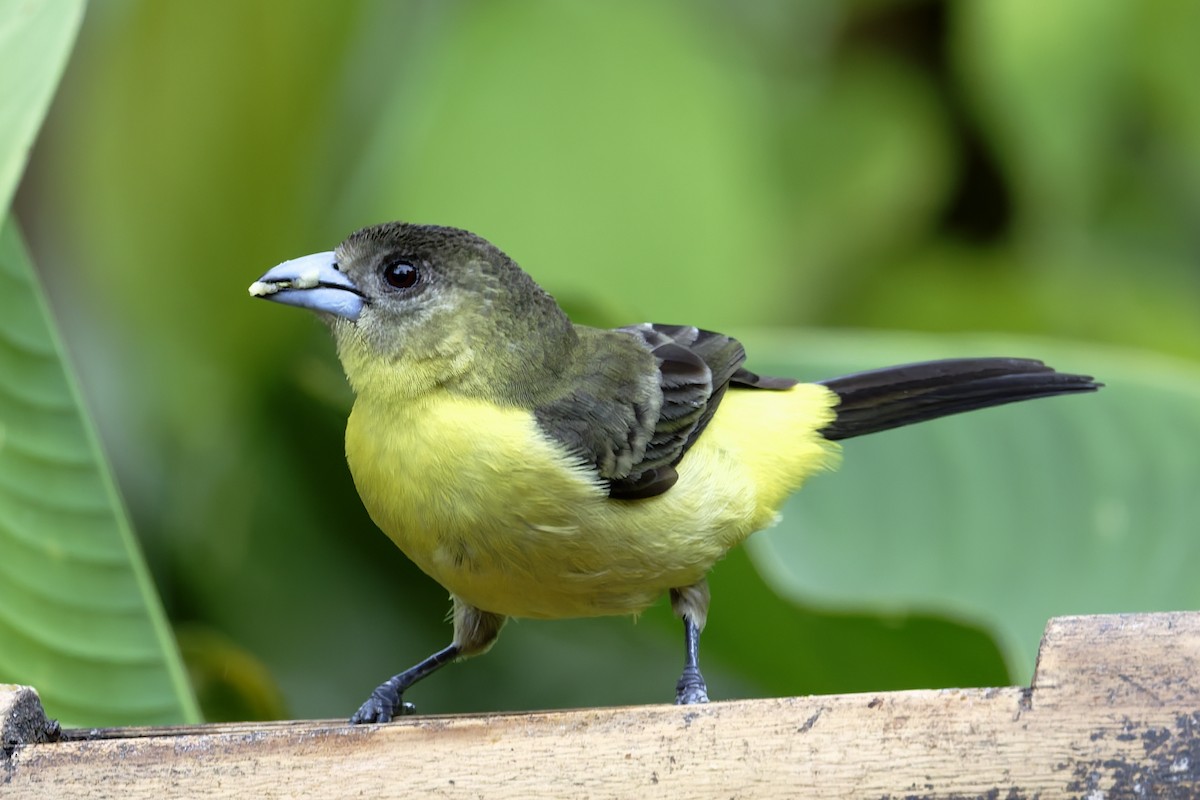 Flame-rumped Tanager - ML646360070