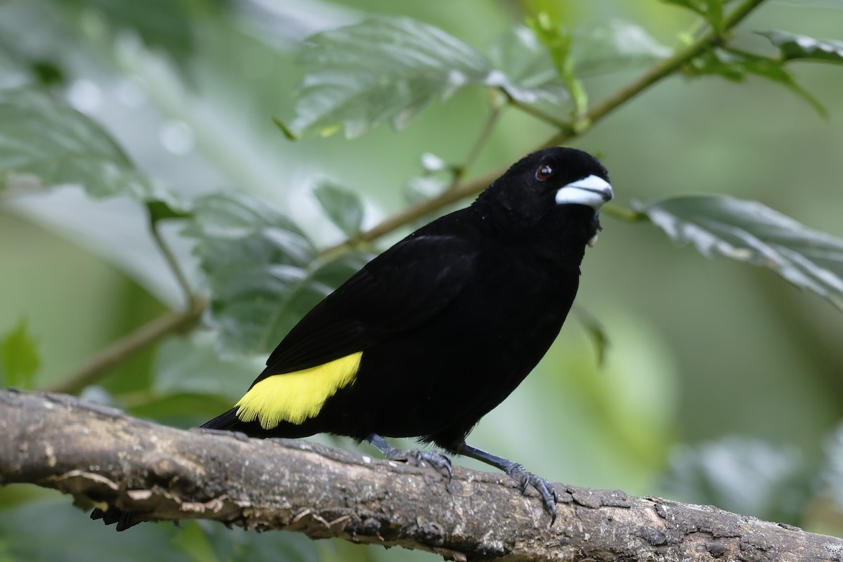 Flame-rumped Tanager - ML646360071
