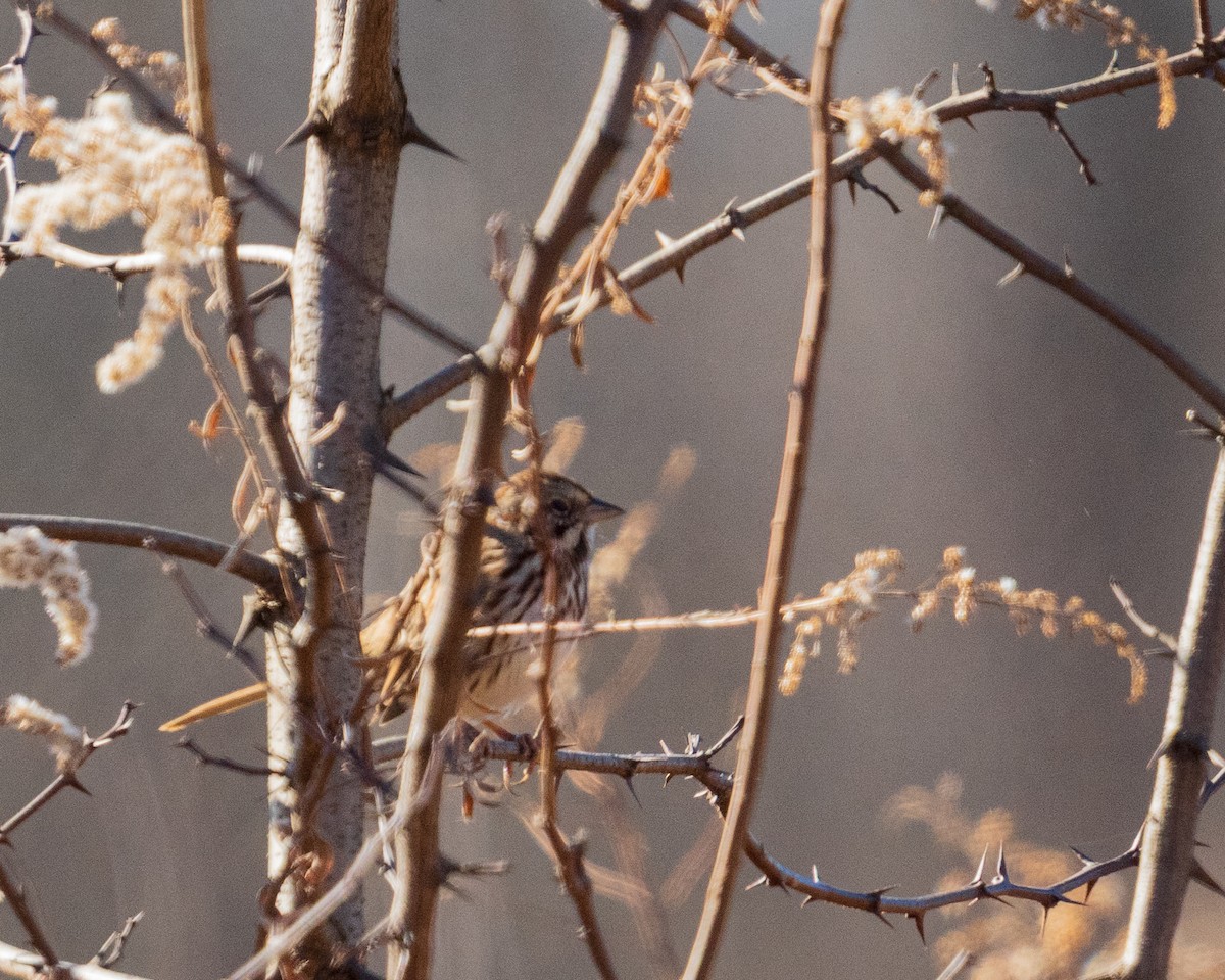 strnadec zpěvný - ML646360073