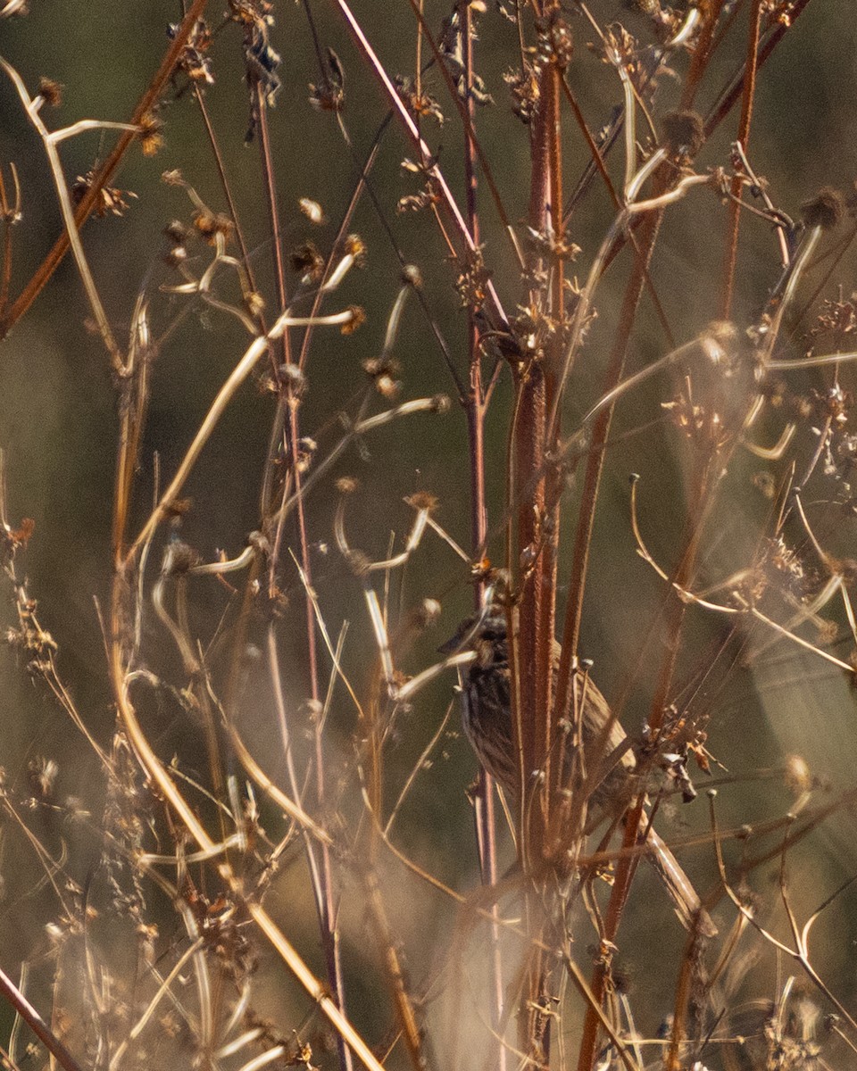 strnadec zpěvný - ML646360074