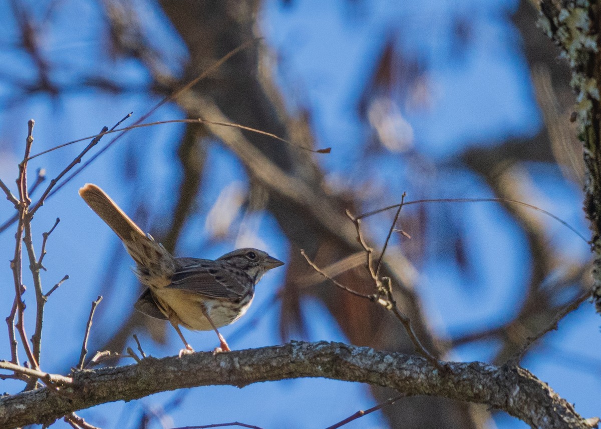 strnadec zpěvný - ML646360075