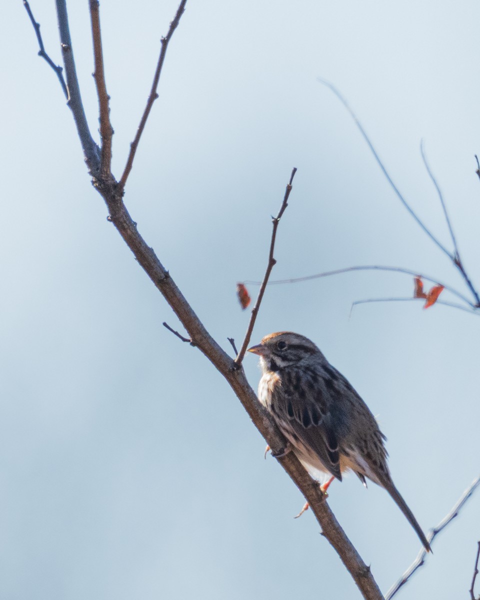 strnadec zpěvný - ML646360076