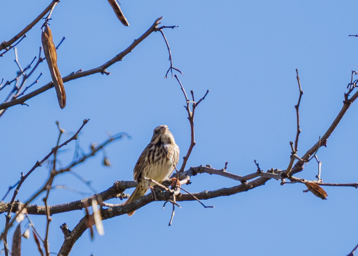 strnadec zpěvný - ML646360077