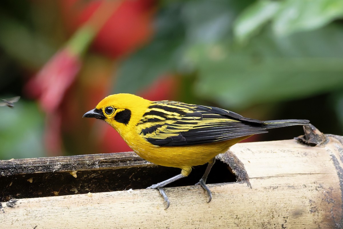 Golden Tanager - ML646360079