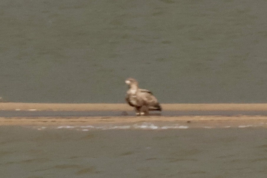 Imperial Eagle - ML646360082