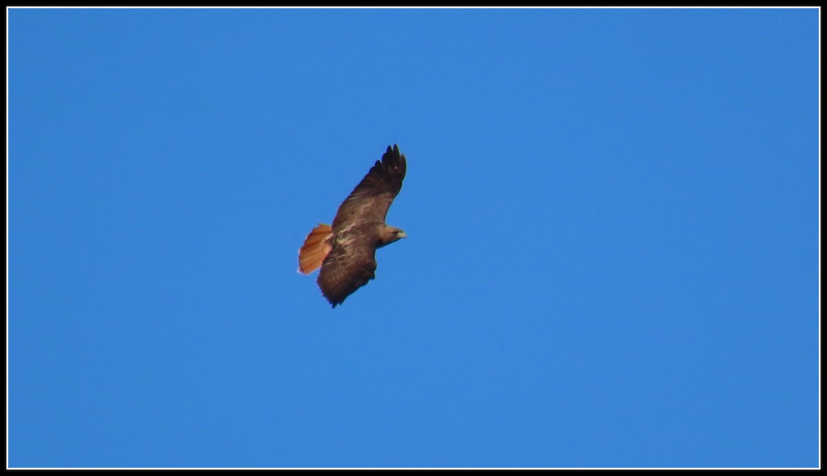Red-tailed Hawk - ML646360084