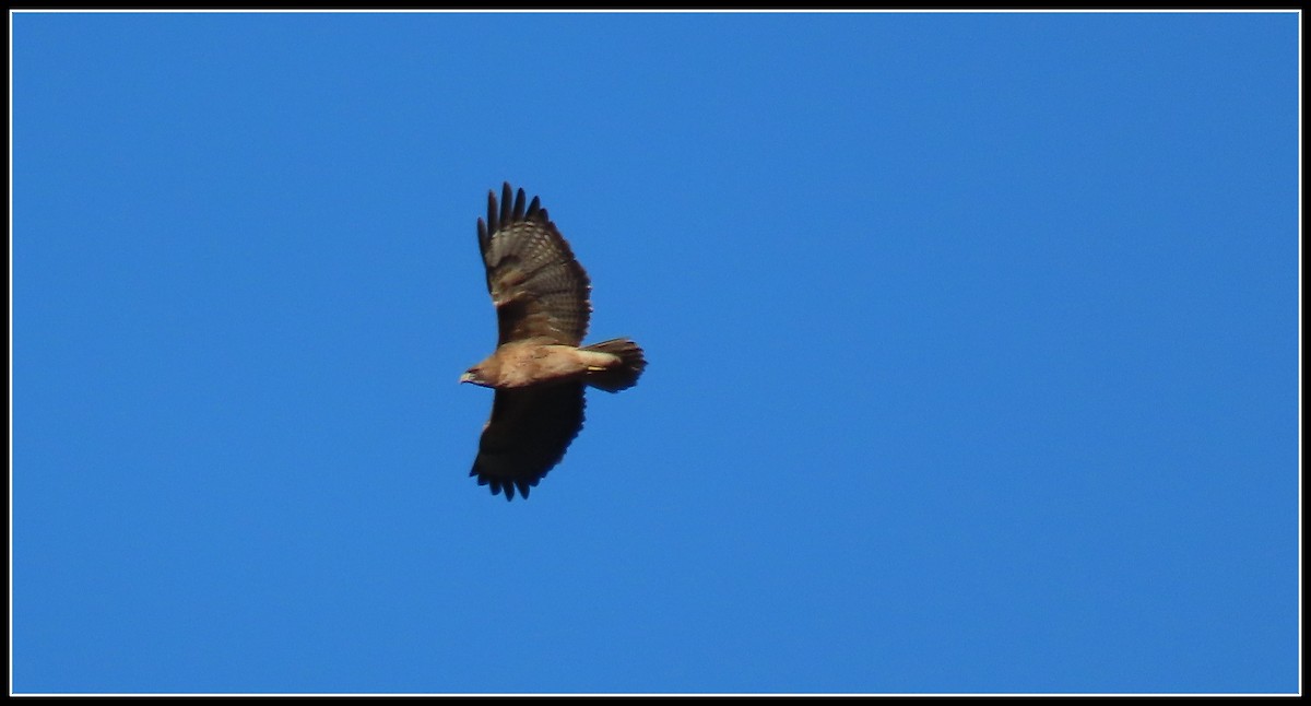 Red-tailed Hawk - ML646360085