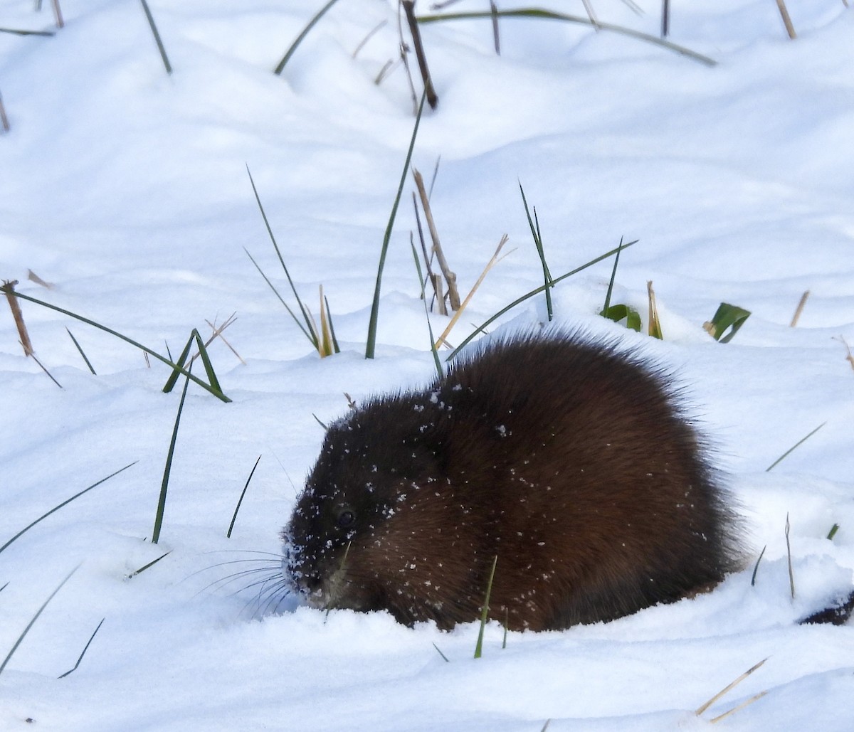 Eastern Muskrat - ML646360090