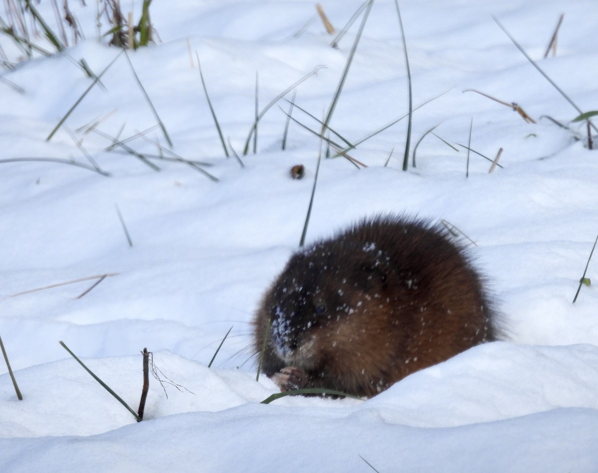 Eastern Muskrat - ML646360091