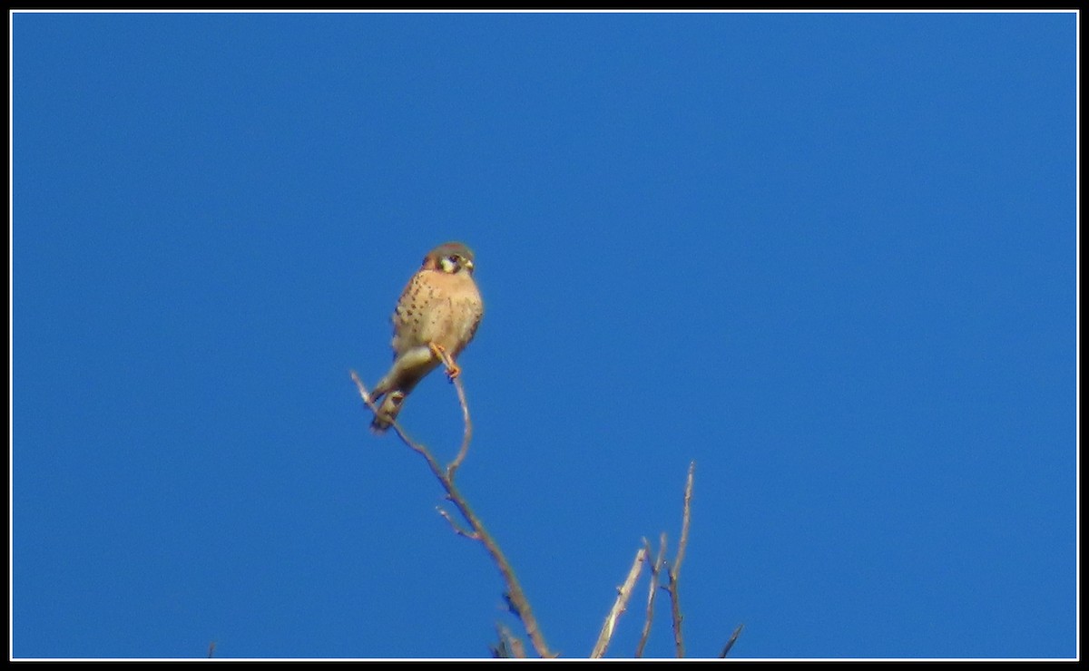 American Kestrel - ML646360099