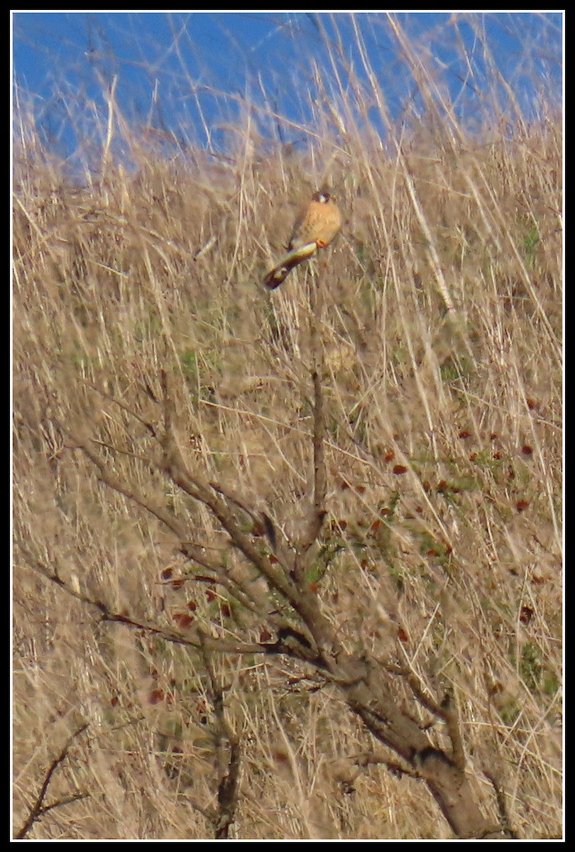 American Kestrel - ML646360100