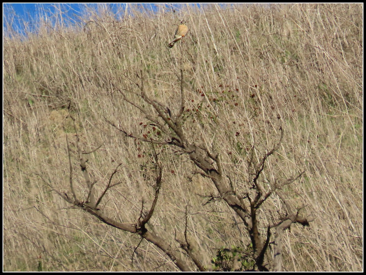 American Kestrel - ML646360102