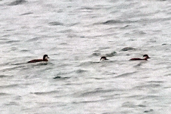 amerikasvartand - ML646360109