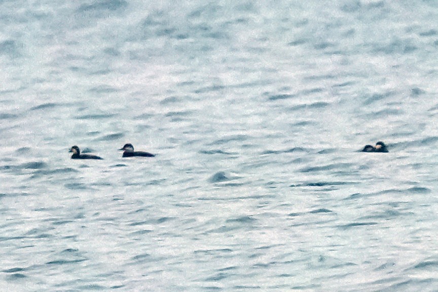 amerikasvartand - ML646360110