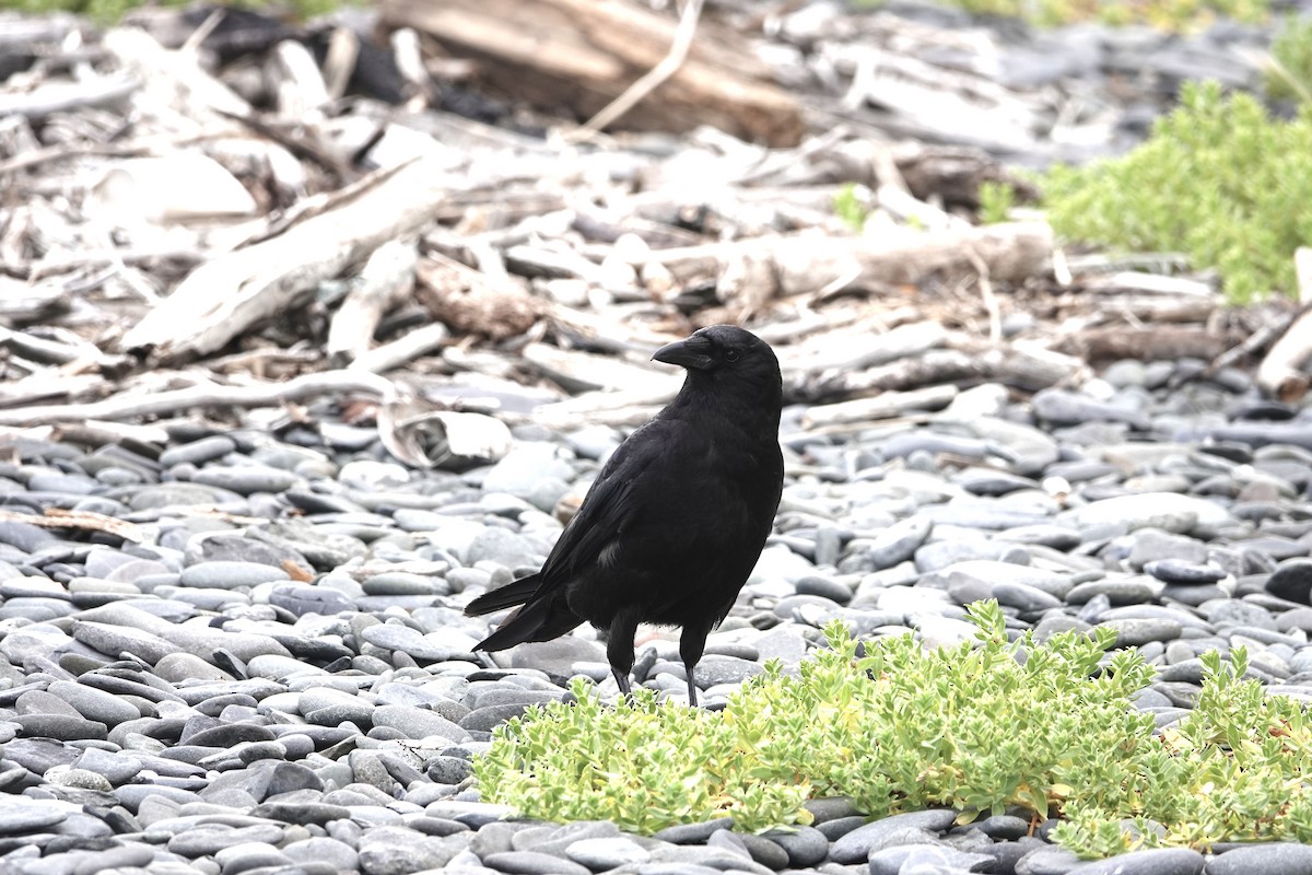 Amerikakrähe - ML646360112