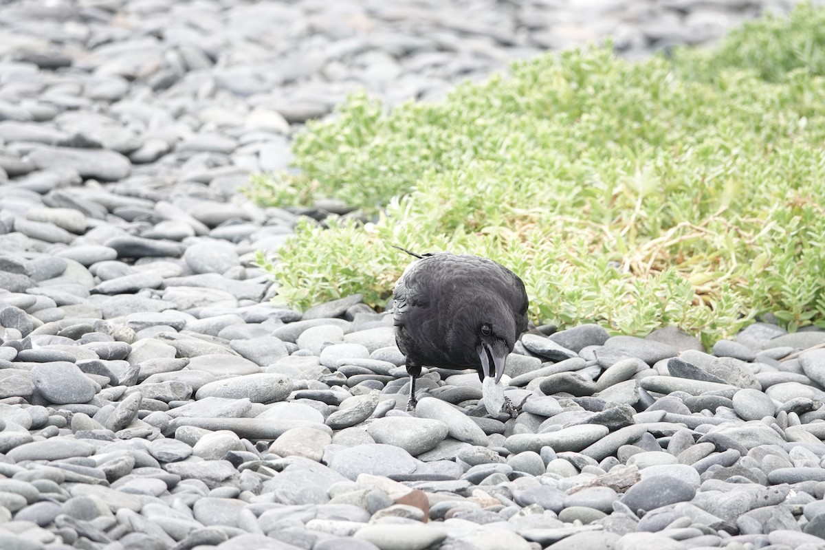 Amerikakrähe - ML646360113