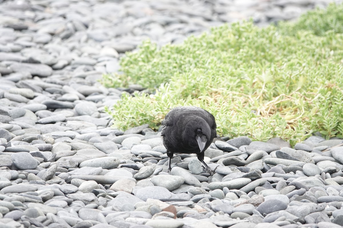 Amerikakrähe - ML646360114