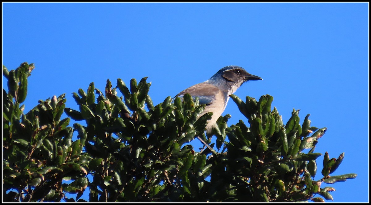 California Scrub-Jay - ML646360115