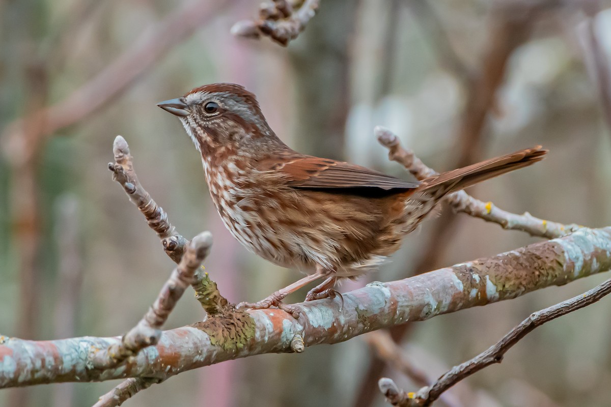 strnadec zpěvný - ML646360117