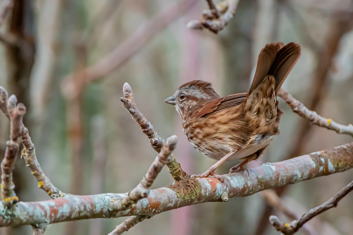 strnadec zpěvný - ML646360118