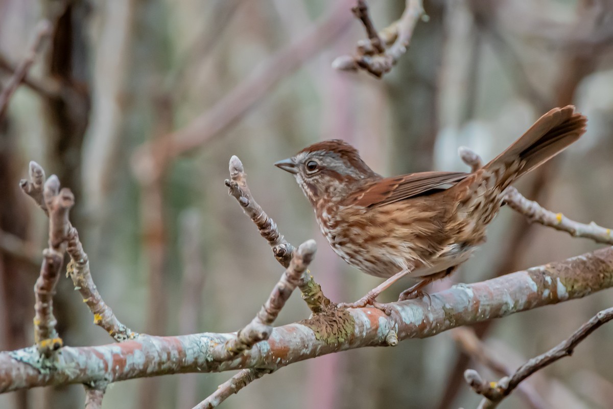 strnadec zpěvný - ML646360119