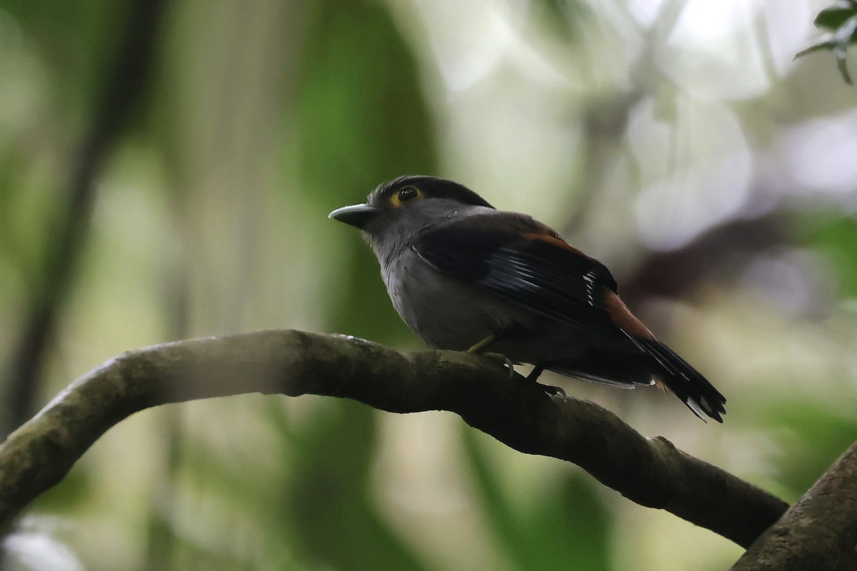 Gray-lored Broadbill - ML646360120