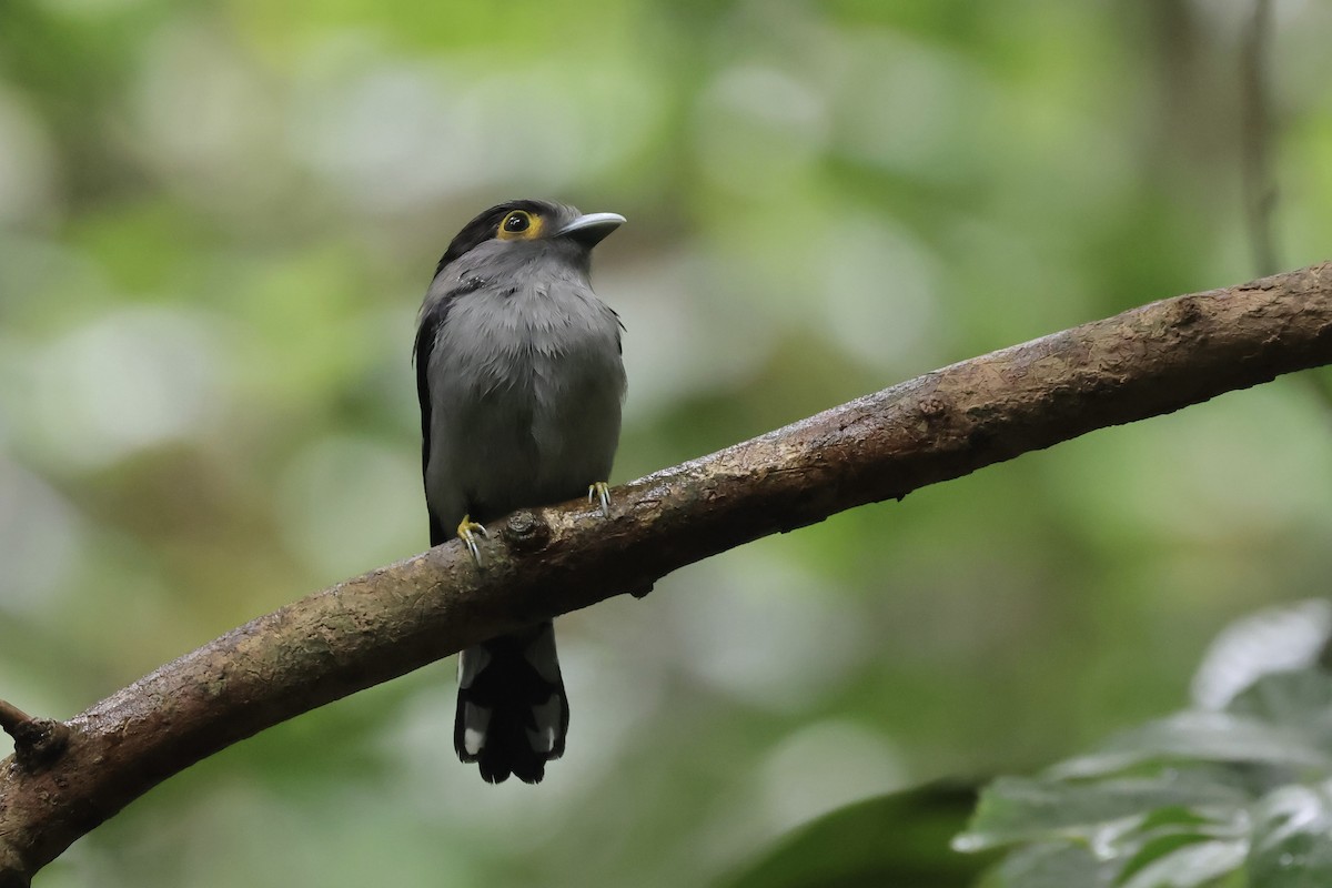 Gray-lored Broadbill - ML646360121
