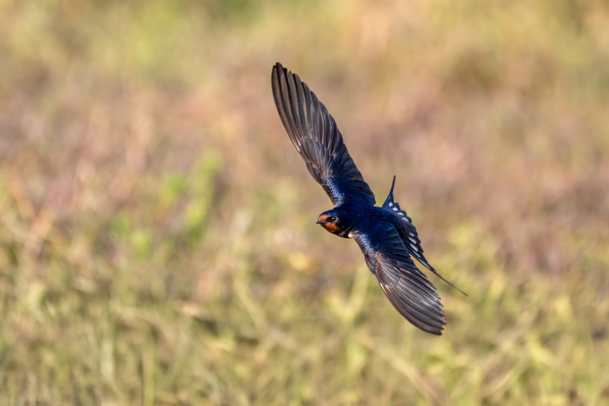 ツバメ - ML646360123