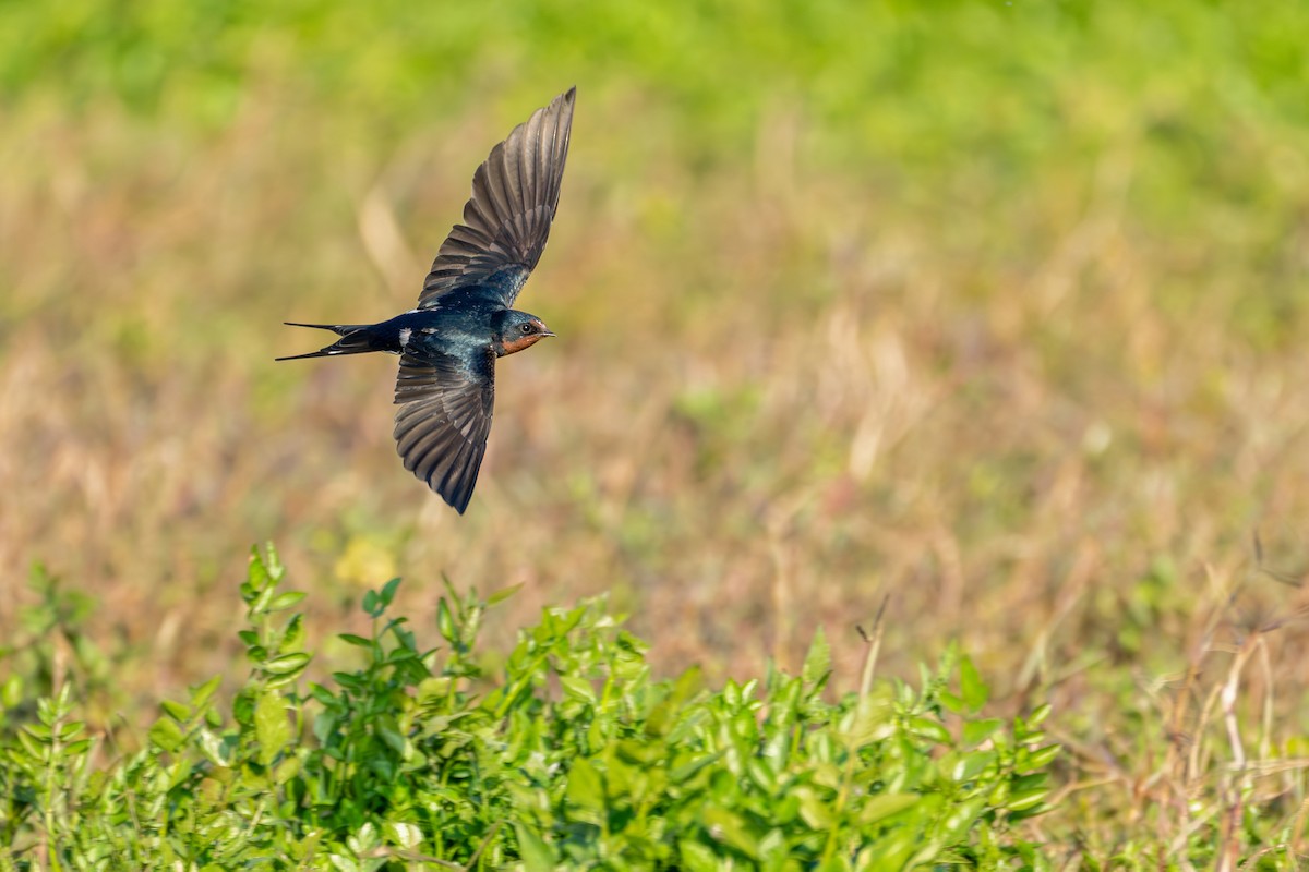 ツバメ - ML646360124