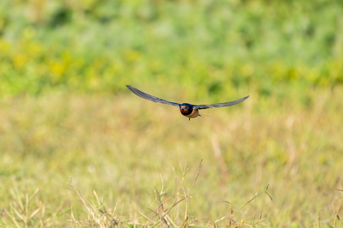 ツバメ - ML646360125