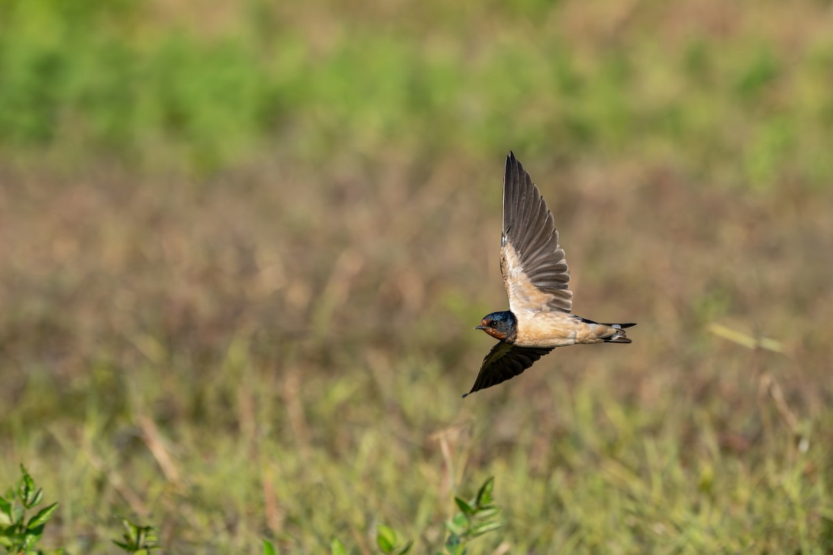 Ластівка сільська - ML646360126