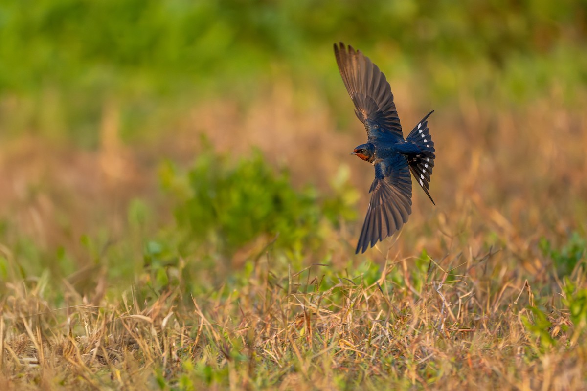 ツバメ - ML646360128