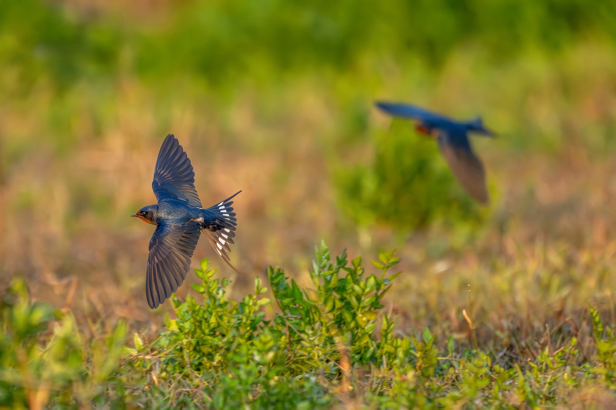 Ластівка сільська - ML646360129