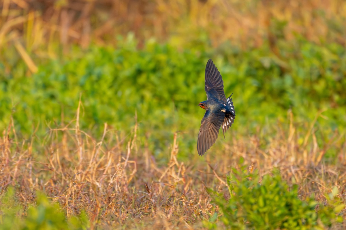 ツバメ - ML646360130