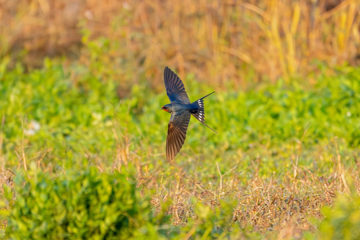 ツバメ - ML646360131