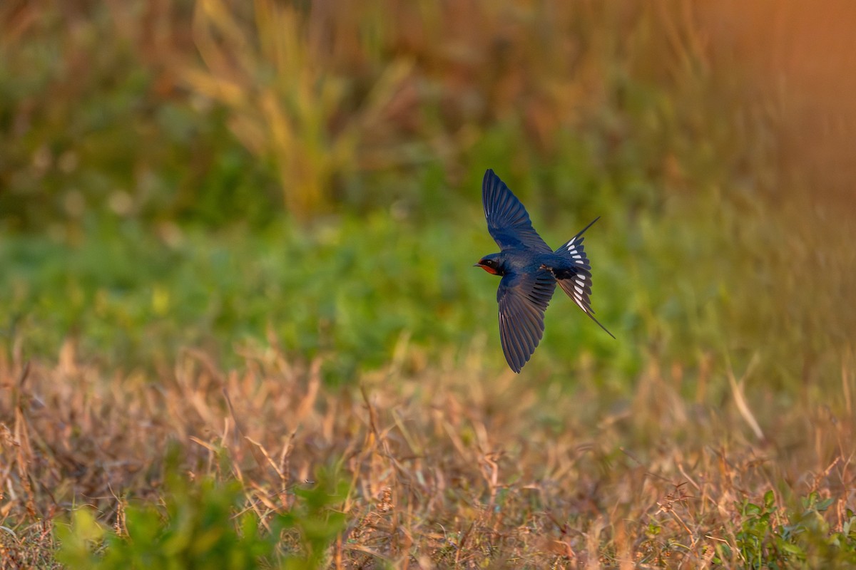 Ластівка сільська - ML646360132