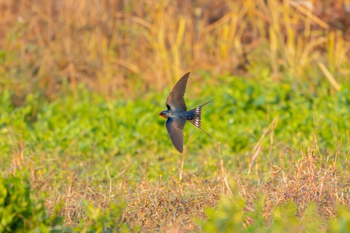 Ластівка сільська - ML646360133