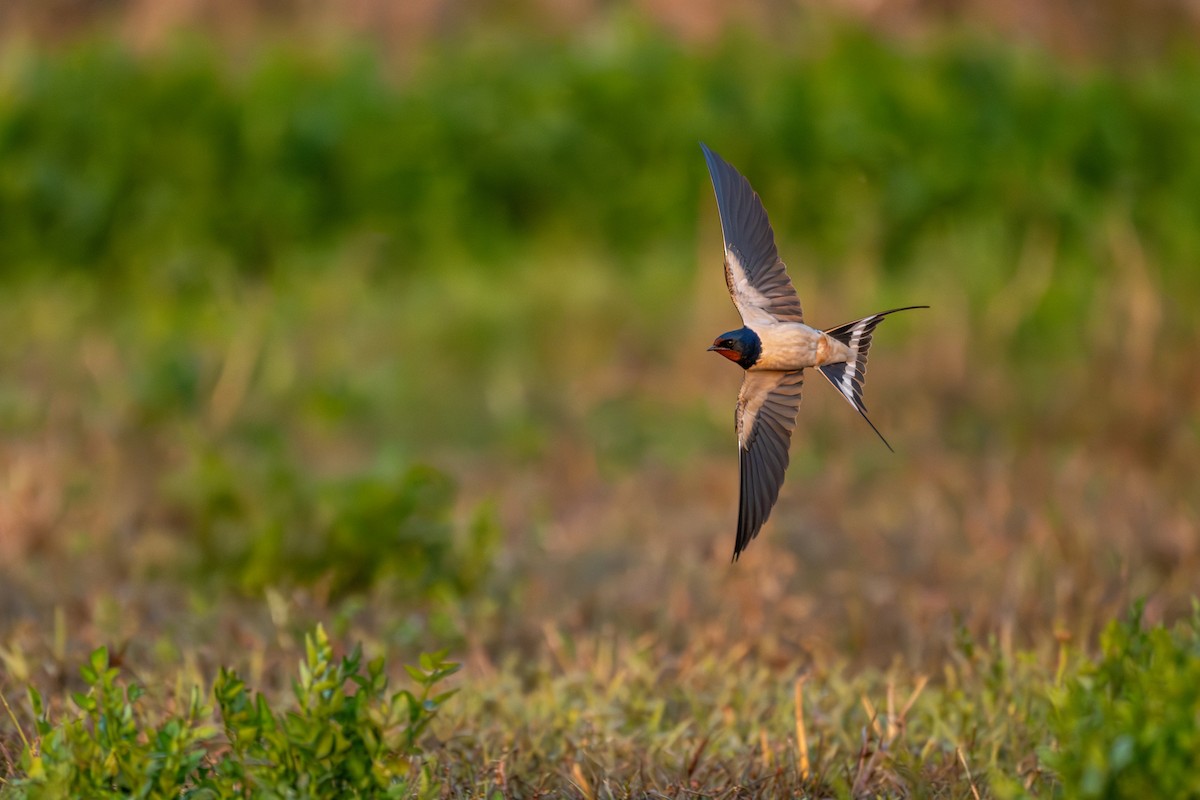 Ластівка сільська - ML646360134