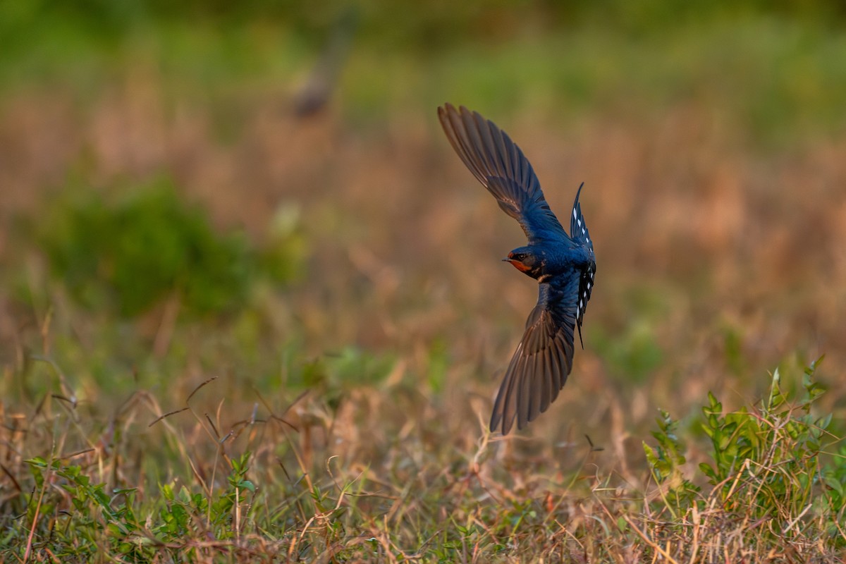 Ластівка сільська - ML646360135