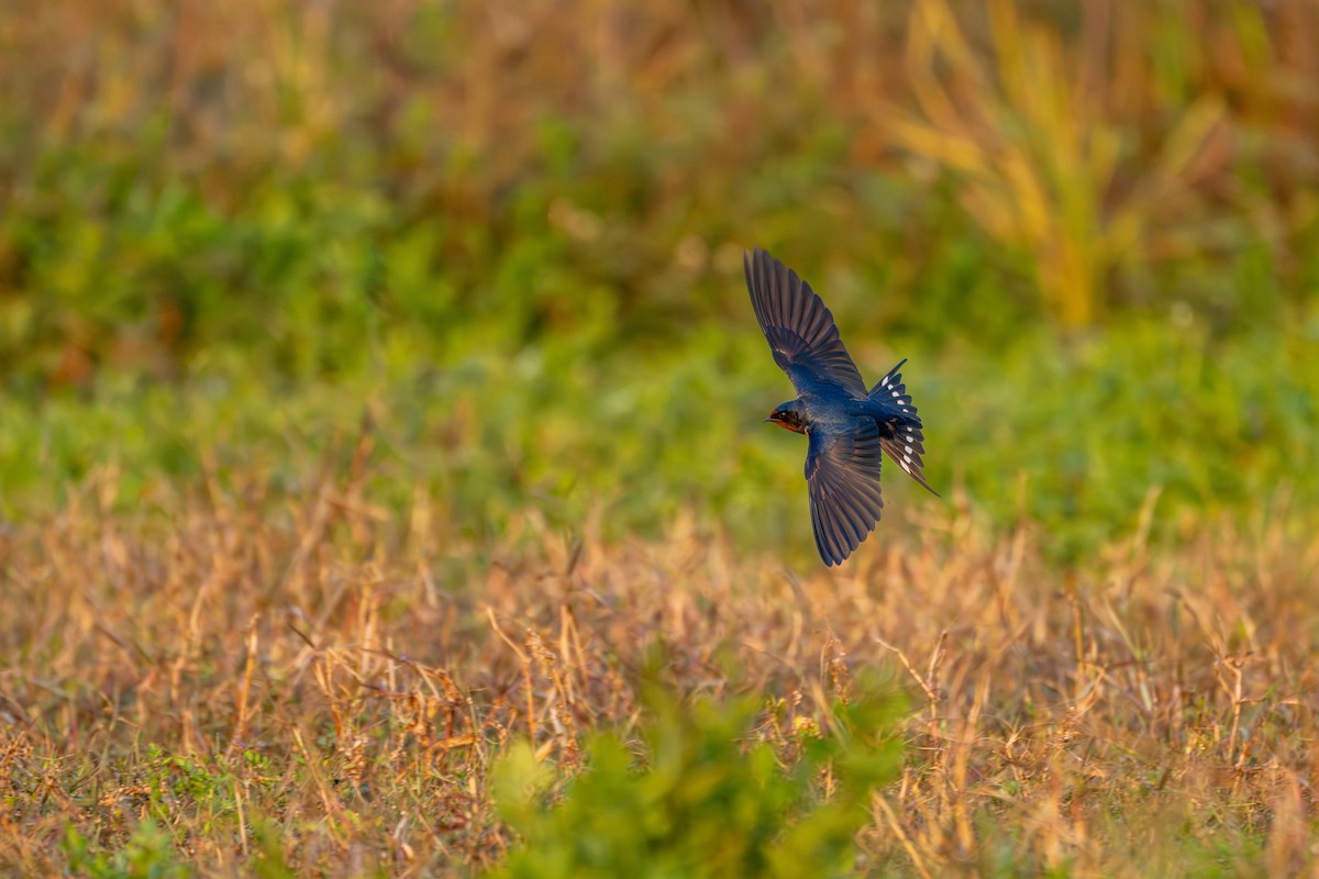 Ластівка сільська - ML646360136