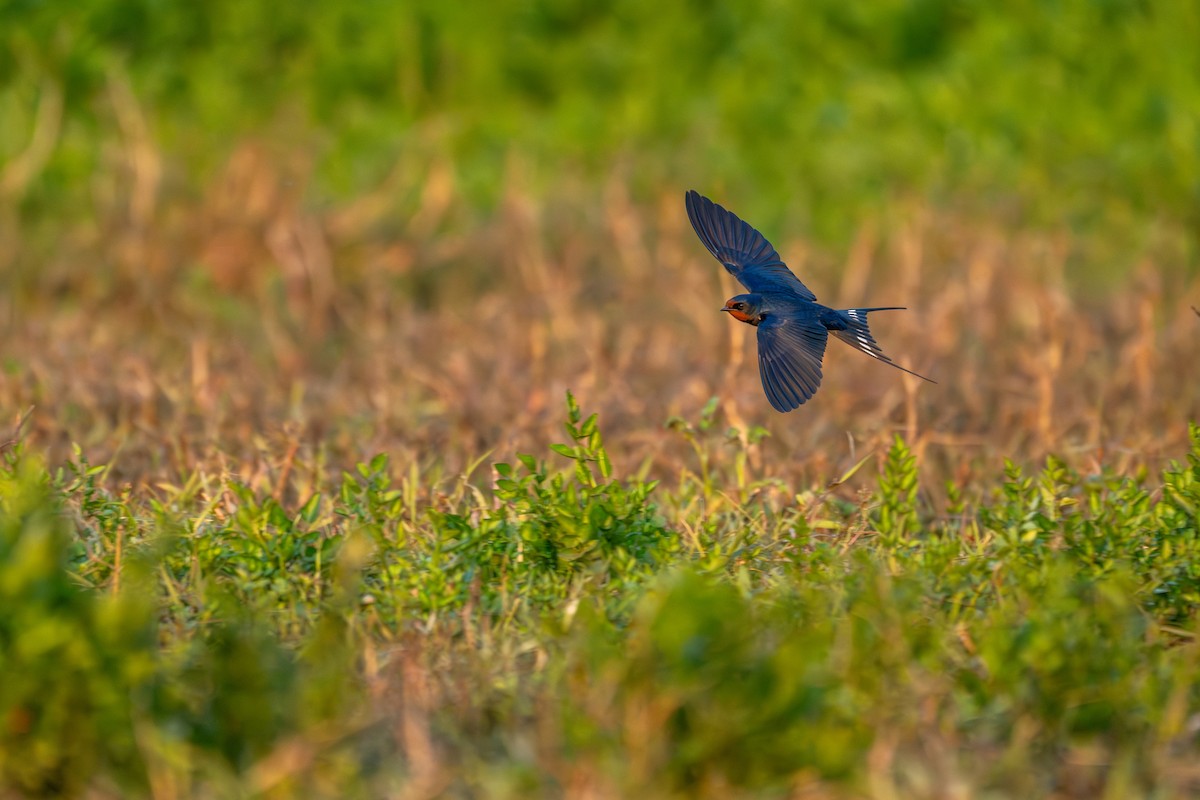 Ластівка сільська - ML646360137