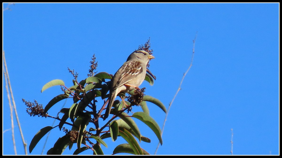 White-crowned Sparrow - ML646360138